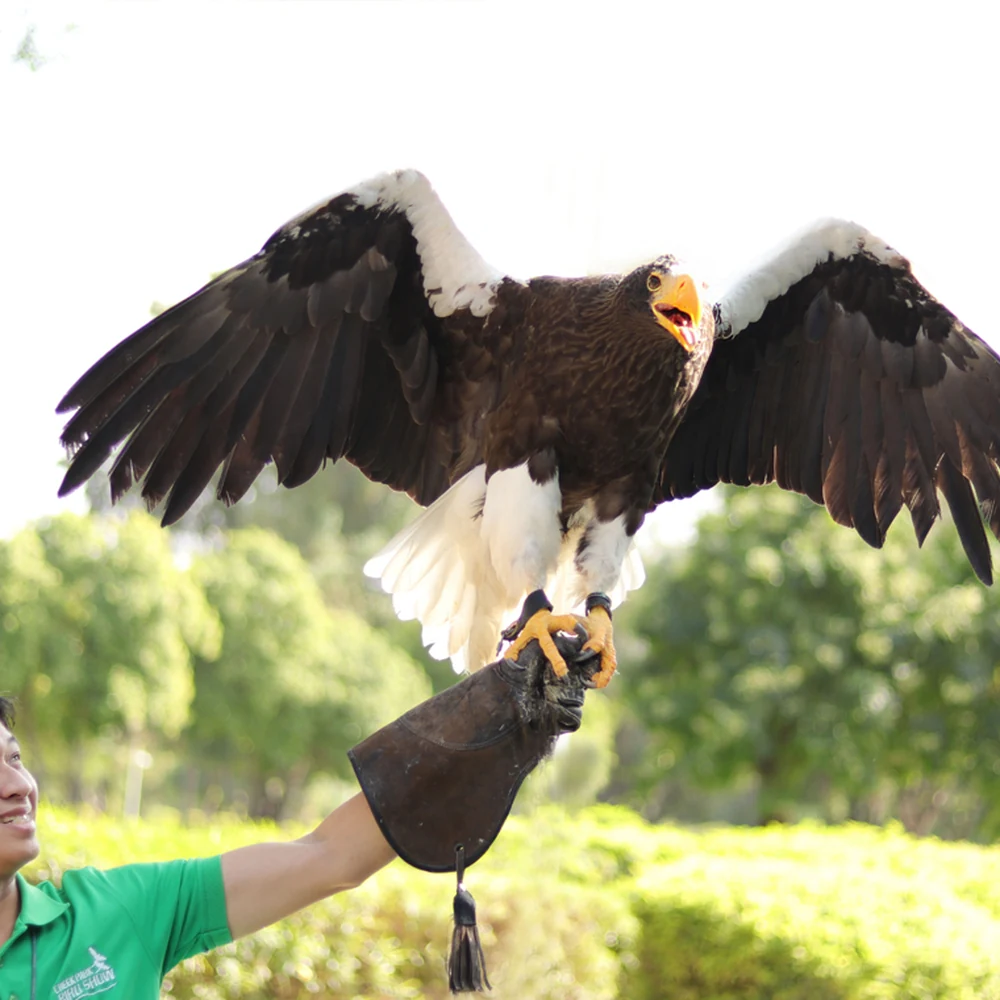 Dubai Dolphinarium - Creek Park Exotic Bird Show