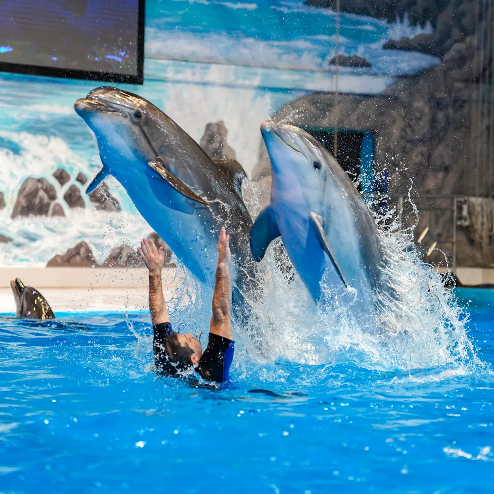 Dubai Dolphinarium - Dolphin & Seal Show