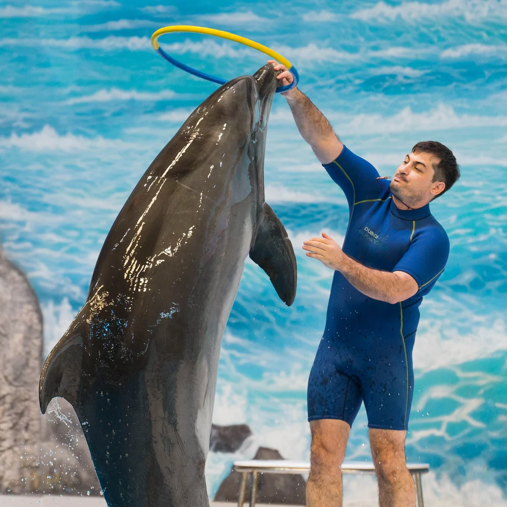 Dubai Dolphinarium - Dolphin & Seal Show VIP Seats