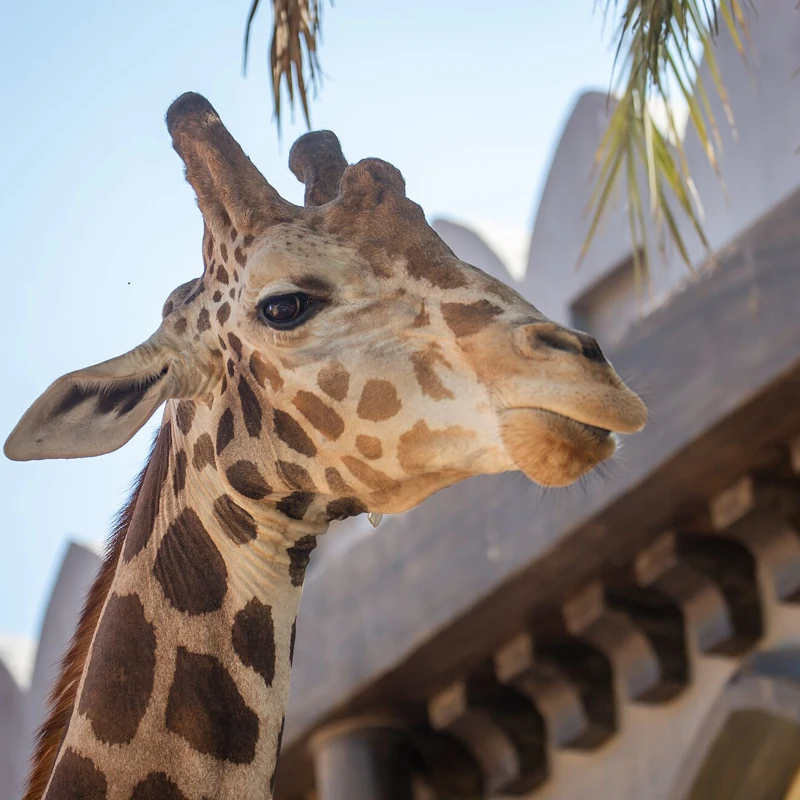 Emirates Park Zoo Abu Dhabi - General Admission