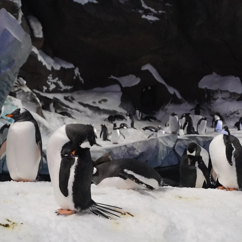 SeaWorld Yas Island Abu Dhabi - Single-Day General Admission